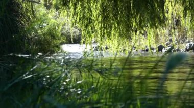 Şili 'nin And Dağları' ndaki yemyeşil ağaçların ve yemyeşil bir derenin akan suyuyla nehrin aşağısında sakin bir manzara..