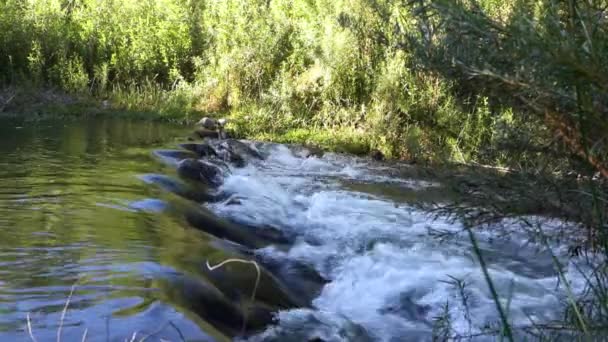 Cena Tranquila Para Baixo Pelo Rio Com Água Corrente Riacho — Vídeo de Stock