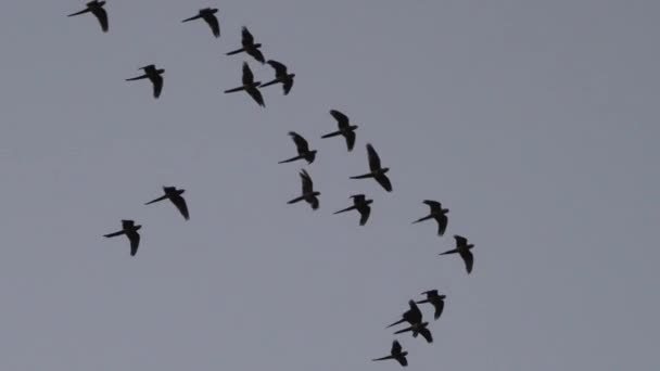 Спокойная Сцена Попугаями Летящими Синему Небу Вниз Реке Пышными Зелеными — стоковое видео