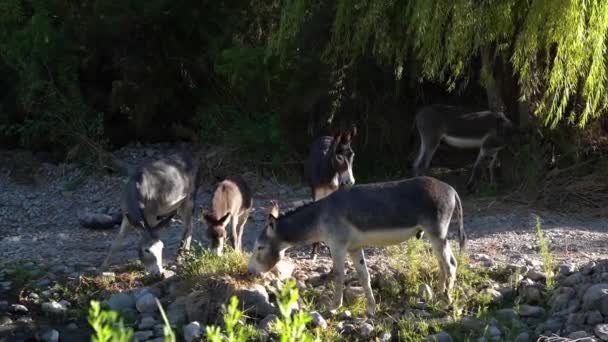 Eine Gruppe Von Eseln Weidet Einem Kleinen Fluss Der Atacama — Stockvideo