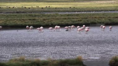 Flamingolar, Şili 'deki And Dağları' nın Alti Plano 'sunda, Llamas ve Alpacas' ın önündeki gölde yürüyorlar.