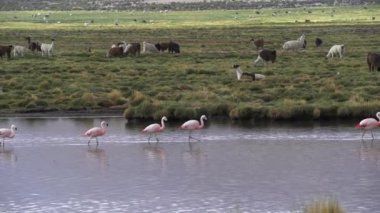 Flamingolar, Şili 'deki And Dağları' nın Alti Plano 'sunda, Llamas ve Alpacas' ın önündeki gölde yürüyorlar.