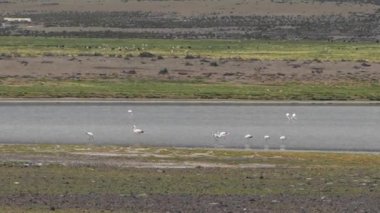 Flamingolar, Şili 'deki And Dağları' nın Alti Plano 'sunda, Llamas ve Alpacas' ın önündeki gölde yürüyorlar.