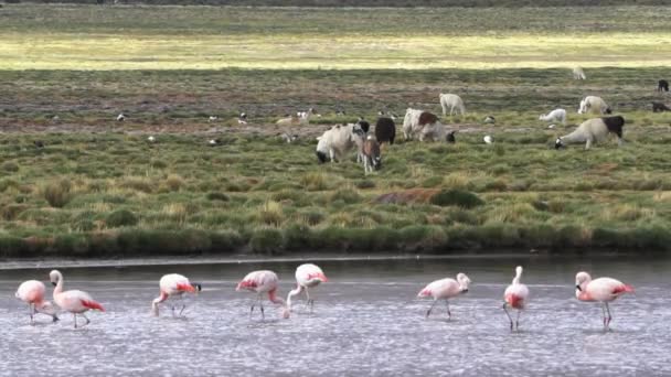 Flamingolar Şili Deki Dağları Nın Alti Plano Sunda Llamas Alpacas — Stok video