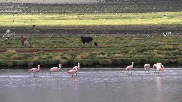Flamingos Atravessando Lago Frente Llamas Alpacas Alto Alti Plano Das — Vídeo de Stock