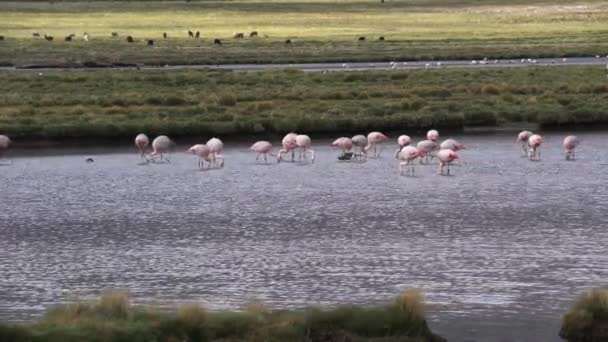 Flamingos Atravessando Lago Frente Llamas Alpacas Alto Alti Plano Das — Vídeo de Stock