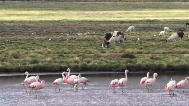 Flamencos Vadeando Través Lago Frente Llamas Alpacas Alto Del Alti — Vídeos de Stock