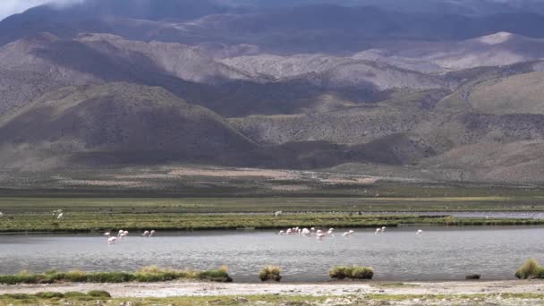 Flamingolar Şili Deki Dağları Nın Alti Plano Sunda Llamas Alpacas — Stok video