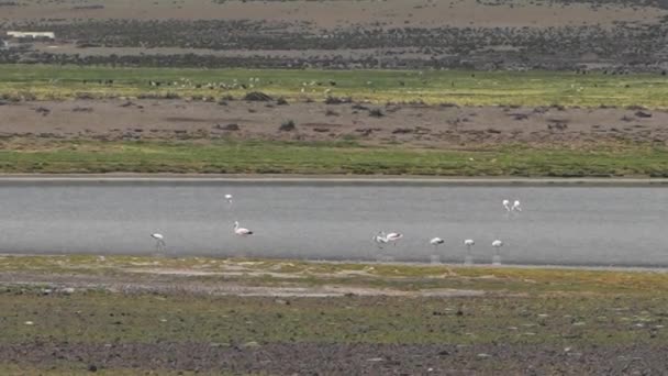 Flamingi Brodzące Przez Jezioro Przed Llamami Alpakami Wysoko Alti Plano — Wideo stockowe