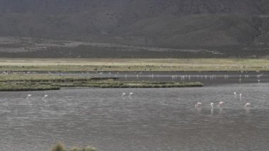 Salar de Surire 'nin çorak ve ıssız arazisi, Kuzey Şili' nin Altiplano yüksek irtifasında, Vicunas Ulusal Parkı 'nda bir tuz gölü..