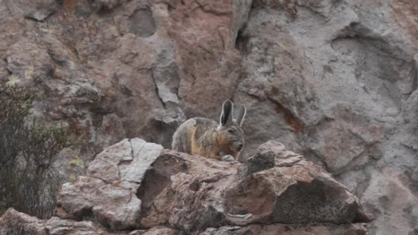 在智利安第斯山脉的岩石景观中 迷迭香像兔子和老鼠的混合体 栖息在岩石之间 与金丝雀关系密切 — 图库视频影像