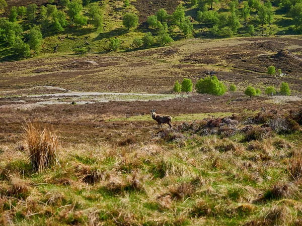 Roe Deer Stag Standing Rough Landscape Scottish Highlands — Stock Photo, Image