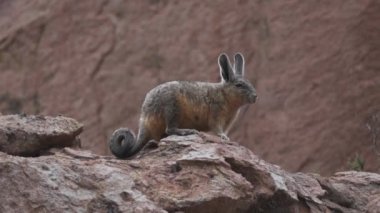 Viscacha, Lagidium viscacia, tavşan ve sıçan karışımı gibi görünüyor, Şili 'deki yüksek And Dağları' nın kayalık arazisinde kayaların arasında oturuyor, Chinchillas ile yakından ilişkili..