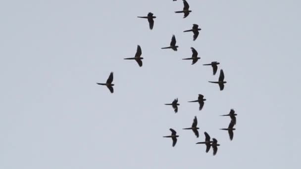 하늘을 배경으로 하늘을 앵무새들 초원에 나무들 밑에서 천천히 — 비디오