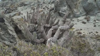 Güney Amerika, Şili 'nin Pasifik Okyanusu boyunca soğuk ve bulutlu bir günde Atacama Çölü' nün kıyı şeridi.