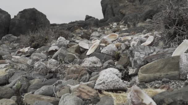 Câmera Lenta Concha Mar Deitado Uma Praia Seixos Litoral Oceano — Vídeo de Stock