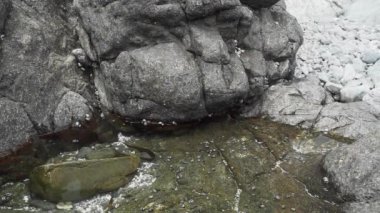 Şili, Güney Amerika 'da Pasifik Okyanusu' nun kıyılarındaki gel-git havuzunda deniz yaşamı.