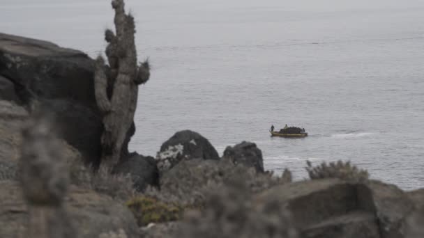 Рыбаки Собирают Ламинарии Морские Водоросли Небольших Традиционных Деревянных Рыбацких Лодках — стоковое видео
