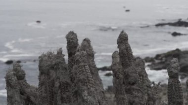 Güney Amerika, Şili 'deki Pasifik Okyanusu' nun kıyı şeridindeki kuru bitkilerin arkasında dalgaların yoğunlaşması..