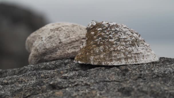 太平洋沿岸的卵石沙滩上躺着的海壳缓慢地运动着 — 图库视频影像