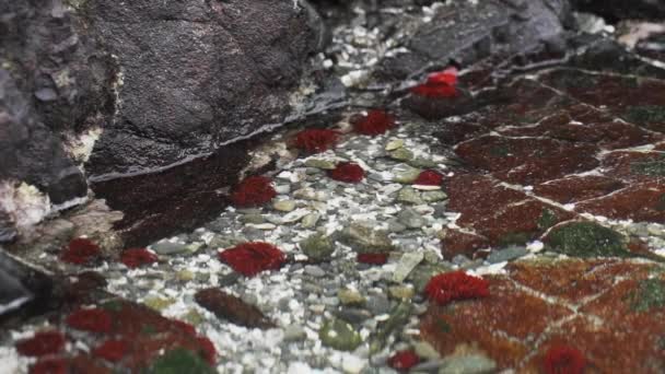 Морская Жизнь Небольшом Приливном Бассейне Побережье Тихого Океана Чили Южная — стоковое видео
