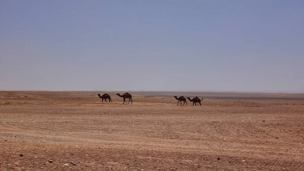 Дромедичний Або Також Один Горбатий Верблюд Camelus Dromedarius Належить Родини — стокове фото