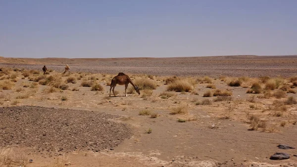 Dromedaris Ook Een Bonte Kameel Camelus Dromedarius Behoort Tot Familie — Stockfoto