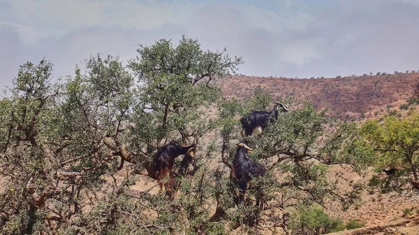 goats standing and climbing in a argan oil tree and feeding from the leaves in the dry and arid region of Morocco, the trees fruit is used to produce an oil, that is popular in the beauty industry to be applied onto skin.