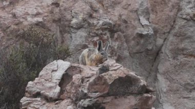 Viscacha, Lagidium viscacia, tavşan ve sıçan karışımı gibi görünüyor, Şili 'deki yüksek And Dağları' nın kayalık arazisinde kayaların arasında oturuyor, Chinchillas ile yakından ilişkili..