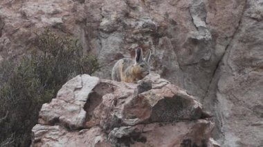 Viscacha, Lagidium viscacia, tavşan ve sıçan karışımı gibi görünüyor, Şili 'deki yüksek And Dağları' nın kayalık arazisinde kayaların arasında oturuyor, Chinchillas ile yakından ilişkili..