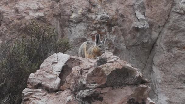 在智利安第斯山脉的岩石景观中 迷迭香像兔子和老鼠的混合体 栖息在岩石之间 与金丝雀关系密切 — 图库视频影像