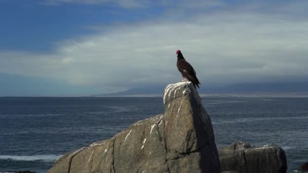 チリのアタカマ砂漠の端に太平洋がある場合は 海岸線でグアノで覆われた岩に座っている七面鳥のハゲタカ — ストック動画