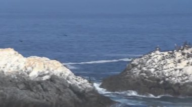 Şili 'deki Atacama Çölü' nün kıyısındaki Pasifik Okyanusu 'nun kıyısında guano kaplı bir kayanın üzerinde oturan Pelikan sürüsü gibi deniz kuşları sürüsü..