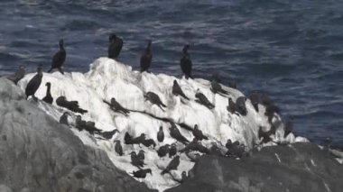 Guanay karabatak ya da Guanay gibi karabatak sürüsü, Leucocarbo bougainvilliorum, ve İnka tern, Larosterna inca, Şili 'deki Atacama Çölü' nün kıyısındaki Pasifik Okyanusu 'nun kıyısındaki guano kaplı bir kayanın üzerinde oturuyorlar..