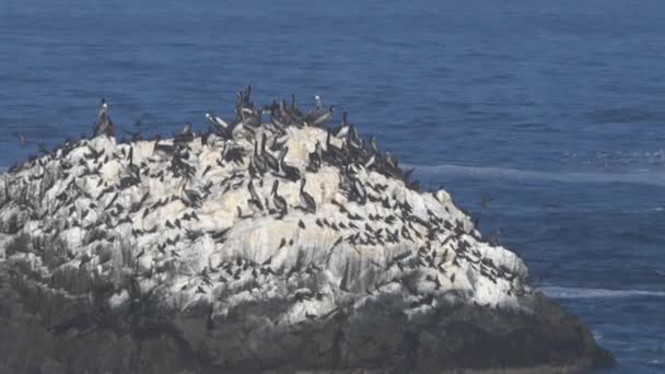 チリのアタカマ砂漠の端にある太平洋の海岸線で覆われた岩の上に座っているペリカンのような海鳥の群れ — ストック動画