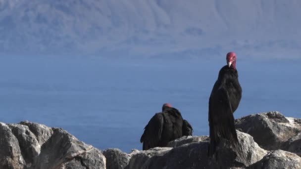 Eğer Şili Deki Atacama Çölü Nün Kıyısındaki Pasifik Okyanusu Nda — Stok video