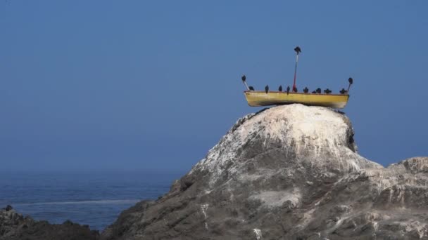Turkey Vulture Sitting Guano Covered Rock Coastline Pacific Ocean Edge — Stock Video