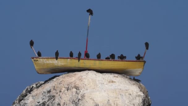 Sęp Indyk Siedzi Guano Pokryte Skałą Wybrzeżu Jeśli Pacyfik Ocean — Wideo stockowe