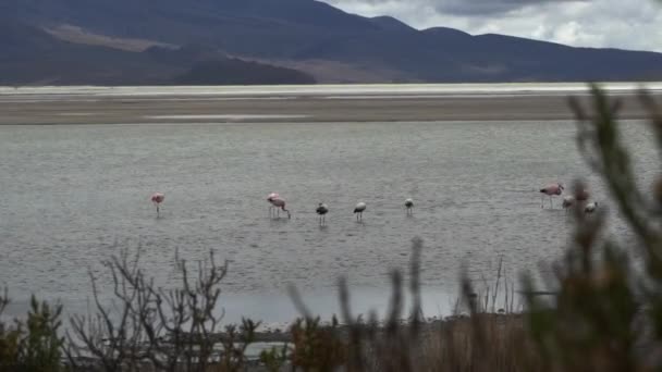Paisaje Árido Desolado Salar Surire Lago Salado Parque Nacional Vicunas — Vídeos de Stock