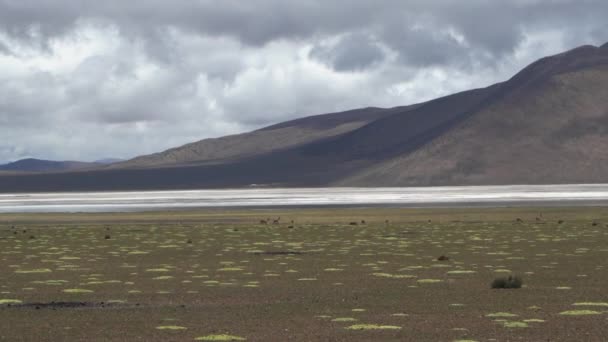 Бесплодный Пустынный Пейзаж Салар Сурире Соленое Озеро Национальном Парке Викунас — стоковое видео