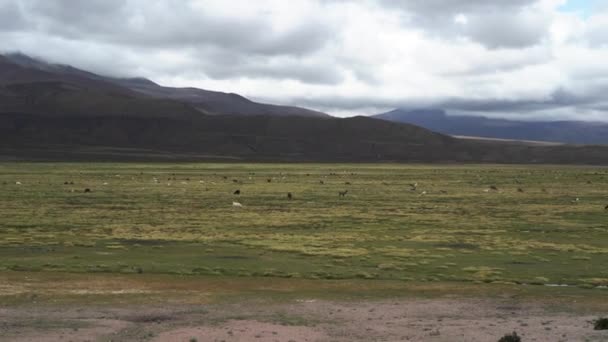 Paesaggio Arido Desolato Salar Surire Lago Salato Nel Parco Nazionale — Video Stock