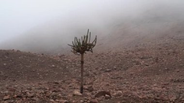 Yüksek And Dağları 'nın sisinde şamdan kaktüsü Atacama bölgesinde serin bir sabah.