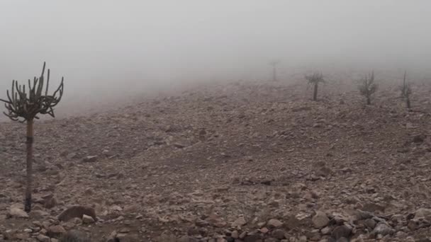 Lysestage Kaktus Tågen Høje Andes Bjerge Kølig Morgen Chile Atacama – Stock-video