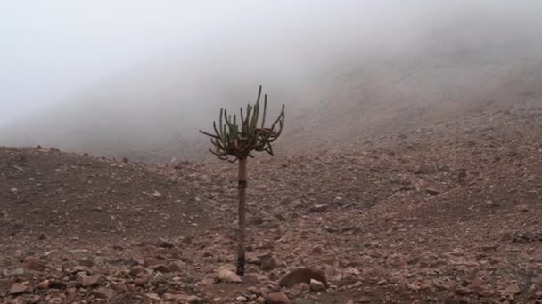 Kerzenkaktus Nebel Des Hochgebirges Einem Kühlen Morgen Chile Der Atacama — Stockvideo