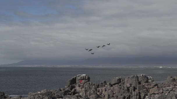 타카마 가장자리에 태평양의 울퉁불퉁 해안을 비행하는 — 비디오