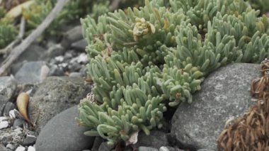 Güney Amerika, Şili 'nin Pasifik Okyanusu boyunca soğuk ve bulutlu bir günde Atacama Çölü' nün kıyı şeridi.