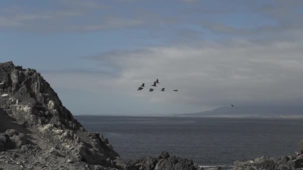 Zwerm Pelicanen Die Langs Ruige Kustlijn Van Stille Oceaan Aan — Stockvideo