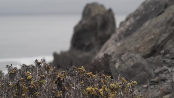 智利太平洋沿岸的阿塔卡马沙漠的海岸线在寒冷而阴郁的一天 南美洲 — 图库视频影像