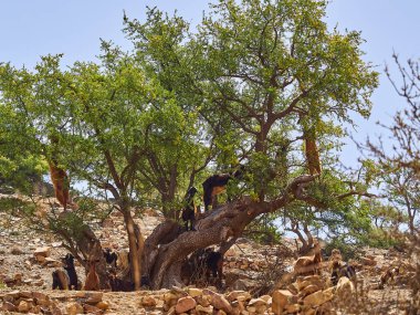 Fas 'ın kuru ve kurak bölgesindeki yapraklardan beslenen Argan yağ ağacında ayakta duran ve tırmanan keçiler, güzellik sektöründe popüler olan ve cilt üzerine uygulanan bir yağ üretimi için meyve kullanılıyor..
