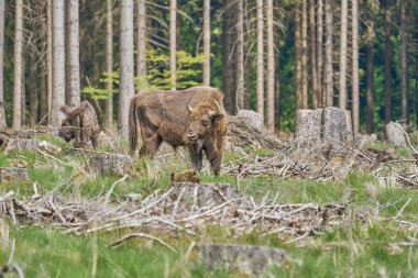 Vahşi yaşayan Avrupa orman bizonu, Wisent veya Bison Bonasus, büyük bir kara memelisidir ve Avrupa 'da neredeyse soyu tükenmek üzeredir, fakat şimdi Sauerland Almanya' daki Roothaarsteig dağları ile yeniden tanıtılır ve ormanda özgürce dolaşır..